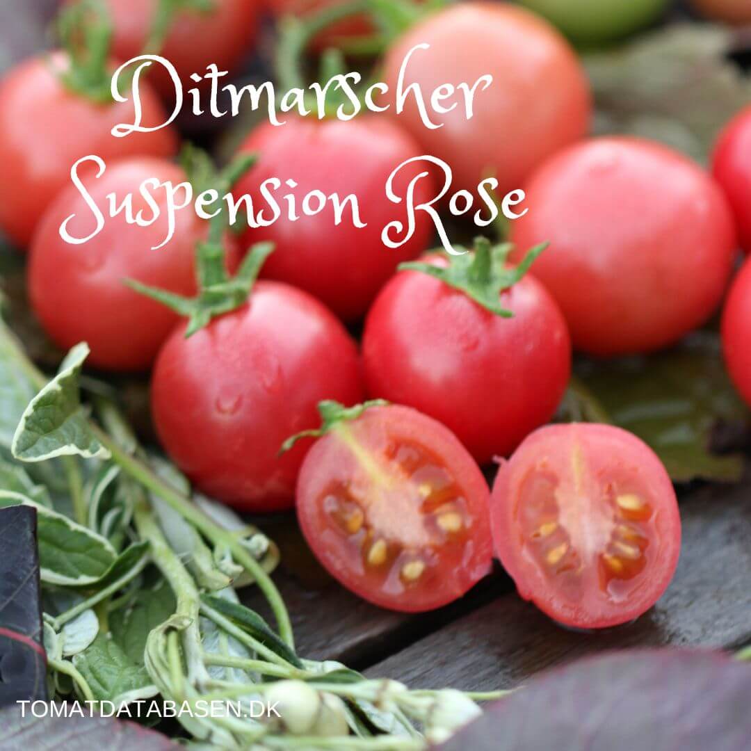 Ditmarscher Suspension Rose